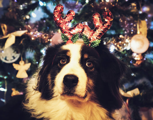 Die besten Weihnachtslieder für Hunde – So kommt auch dein Vierbeiner in Feststimmung!