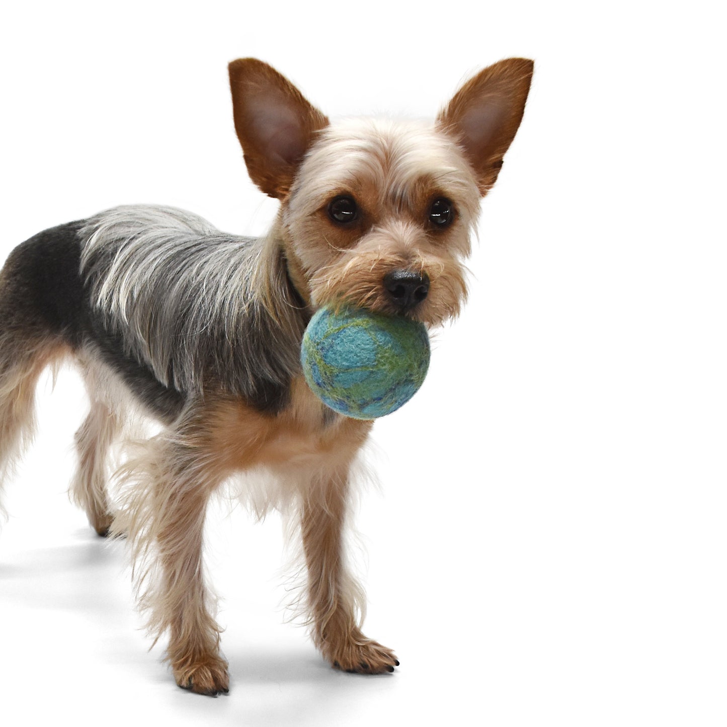 Hunde- und Katzenspielzeug - Filzball